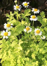 Tanacetum parthenium 'Aureum'